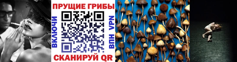 Псилоцибиновые грибы Psilocybine cubensis  Кириши 